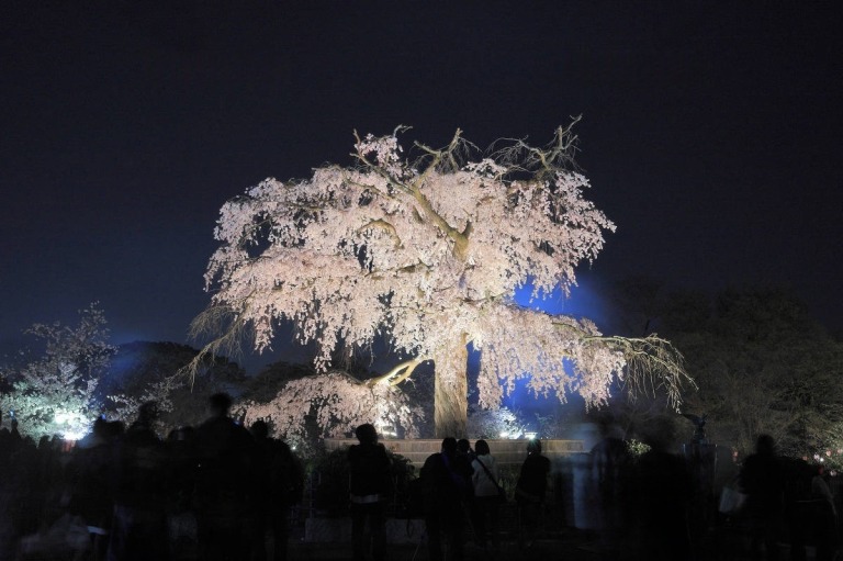 夜の京都の祇園しだれ桜