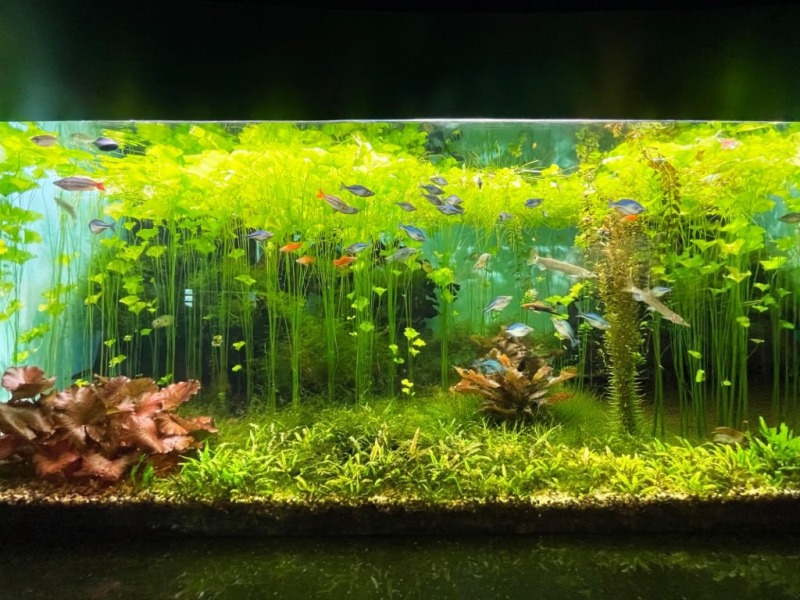 アクアリウム1