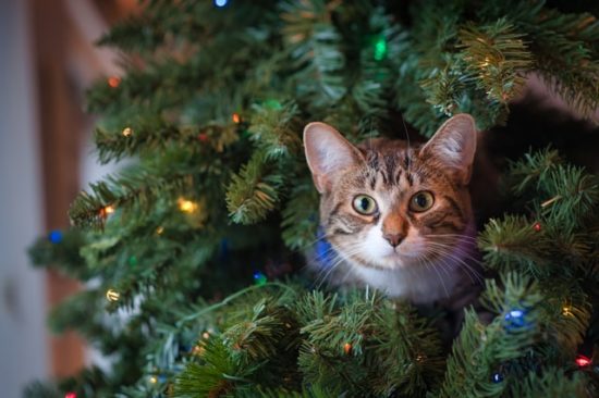 クリスマスツリーと猫