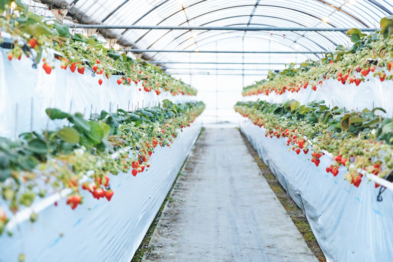 いちご狩り農園