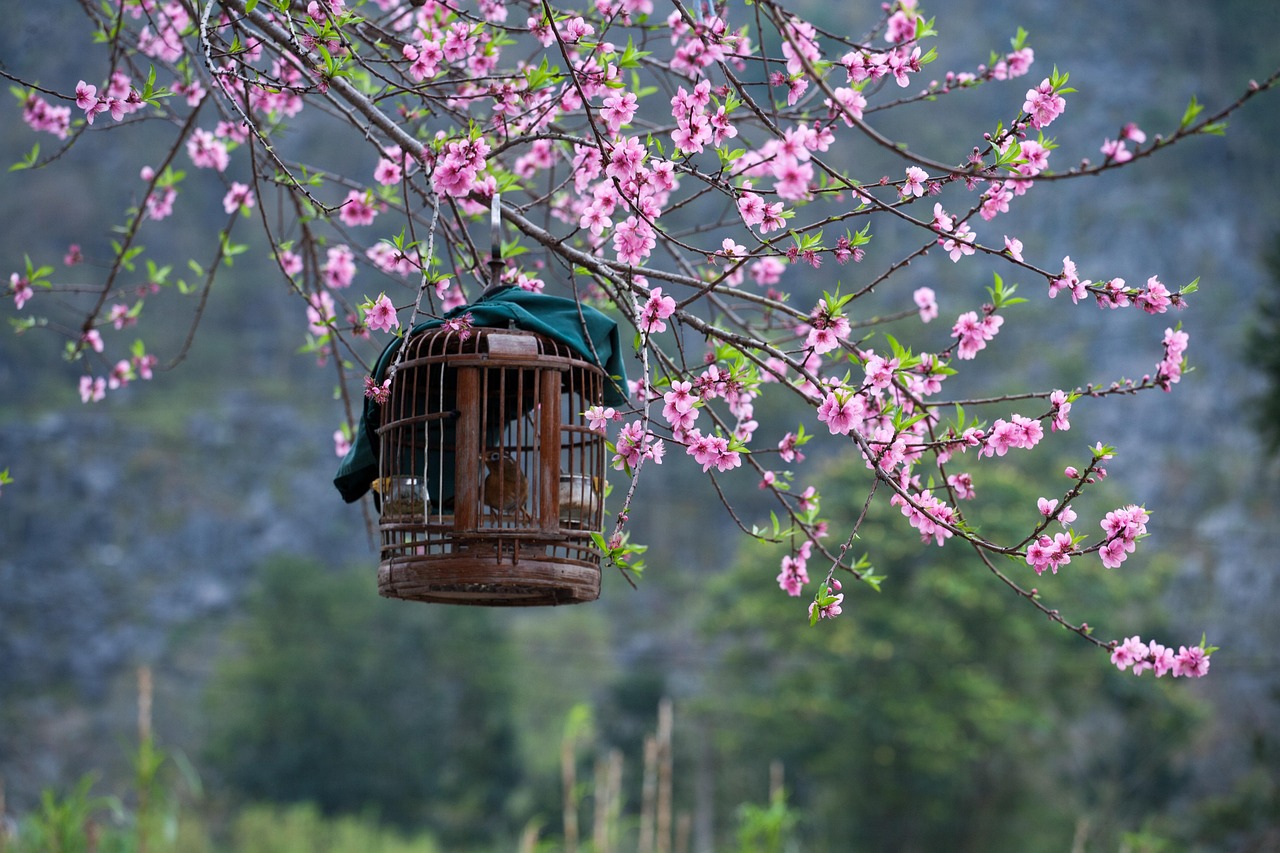 桜と鳥かご