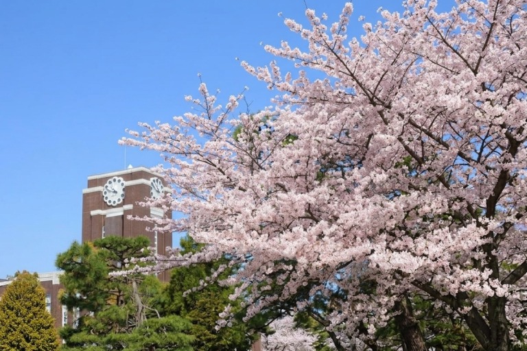 京都大学と桜