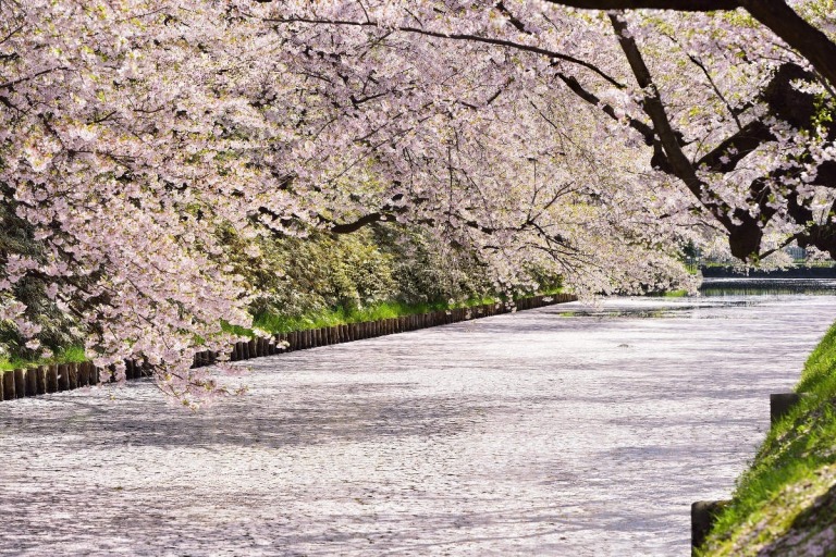 弘前公園の花筏