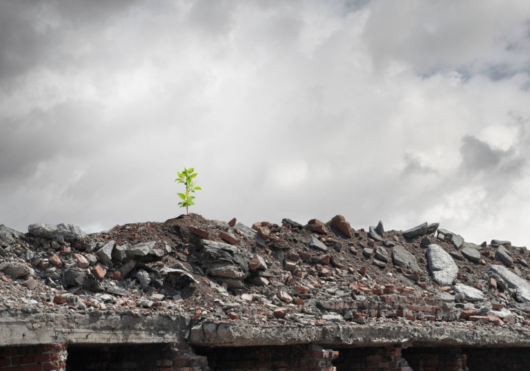 がれきに生育する緑の芽