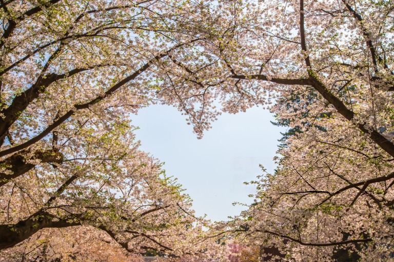 弘前公園のハート桜