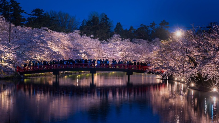 弘前公園の春陽橋と夜桜